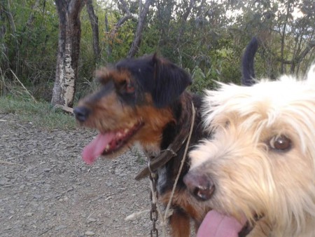 ¡Lucho! ¡vamos de paseo lucho!