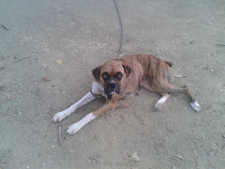 ¡Lucho quiero ser libre!