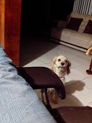 ¿Qué me miras lucho?